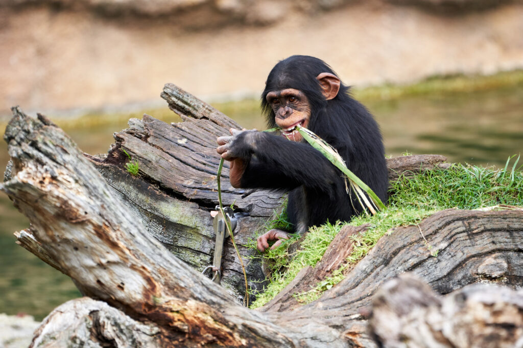 A cute small chimpanzee resting on a log and biting plant in a zoo in Valencia, Spain