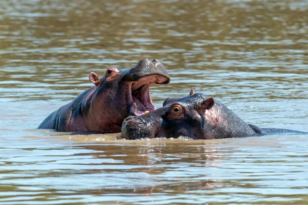 Hippo family (Hippopotamus amphibius) in the river. National park of Kenya, Africa